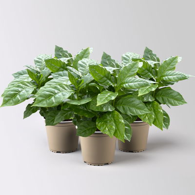 Kaffeepflanze, Topf-Ø 12 cm, 3 Pflanzen