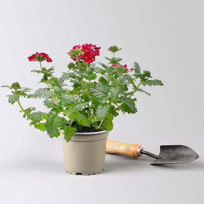 Eisenkraut rot, Topf-Ø 12 cm, 6 Stück