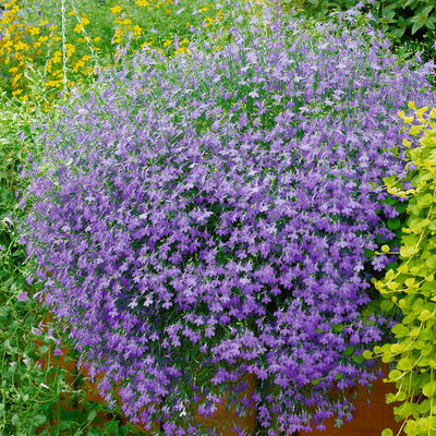 Männertreu hängend, Farbe zufällig, Topf-Ø 12 cm, 6 Pflanzen