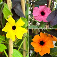 Thunbergia-Ziersüßkartoffel Pyramide, Farbe zufällig, Topf-Ø 21cm, Höhe ca.100cm