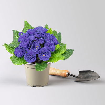 Primel 'Belarina', blau gefüllt, Topf-Ø 12 cm, 6 Pflanzen