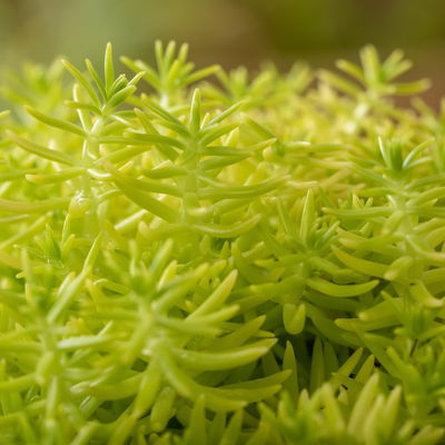 Tripmadam, gelb, Topf-Ø 13 cm, 6er-Set