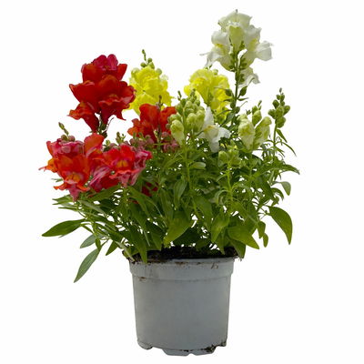 Löwenmäulchen 'Trio' bunt, Topf-Ø 13 cm, 6 Stück