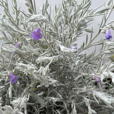 Emustrauch, lila, Topf-Ø 27 cm Emustrauch, lila, Topf-Ø 27 cm