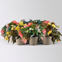 Begonie, halbhängend, Farbe zufällig, Topf-Ø 13 cm, 6 Pflanzen