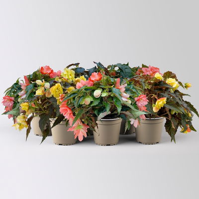 Begonie, halbhängend, Farbe zufällig, Topf-Ø 13 cm, 6 Pflanzen