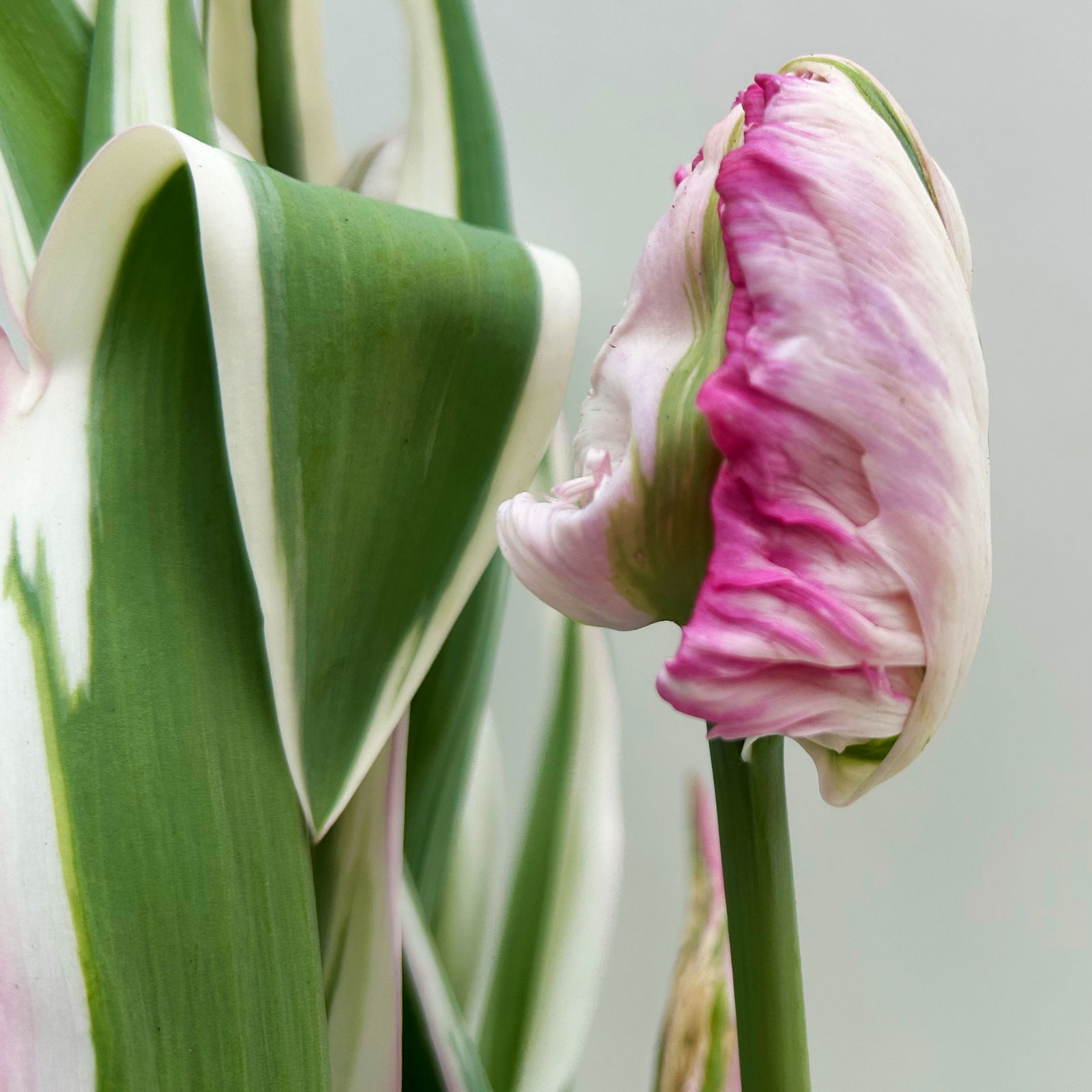 Papagei-Tulpe rosa, vorgetrieben, Topf-Ø 15 cm, 3 Pflanzen