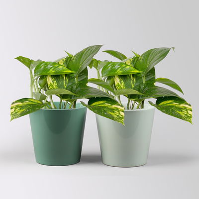 Efeutute mit Übertopf Dallas seegrün & gletscherblau, Topf-Ø 12 cm, 2 Pflanzen Efeutute mit Übertopf Dallas seegrün & gletscherblau, Topf-Ø 12 cm, 2 Pflanzen