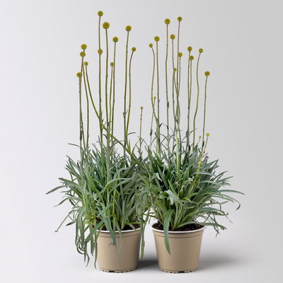 Craspedia 'Golf Beauty' gelb, Topf-Ø 14 cm, 2 Pflanzen