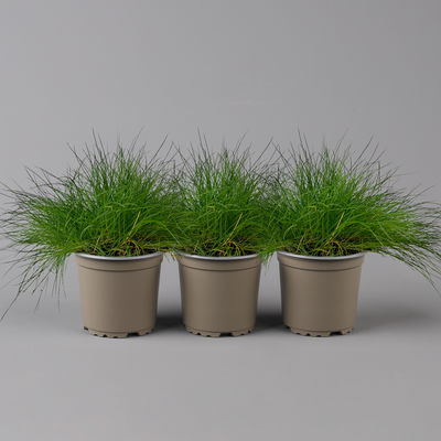 Bärenfell Schwingel 'Pic Carlit', Topf-Ø 10,5 cm, 3er-Set