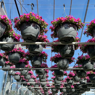 Zauberglöckchen, pink-gelb, Ampeltopf-Ø 27 cm