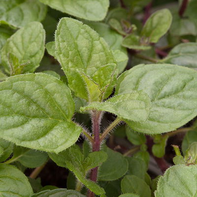 Minze 'Berries and Cream', Kölle Bio, 12cm Topf, frisch aus unserer Bio-Gärtnerei Minze 'Berries and Cream', Kölle Bio, 12cm Topf, frisch aus unserer Bio-Gärtnerei