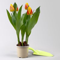 Tulpe gelb, vorgetrieben Topf-Ø 10 cm, 6 Pflanzen