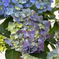 Hortensie 'Everlast Blue', Topf-Ø 14 cm, H: 40 cm, 2 Pflanzen