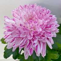 Chrysantheme 'Chrysanne® Zembla Next Art' gespr., großbl., Topf-Ø 13 cm, 6er-Set