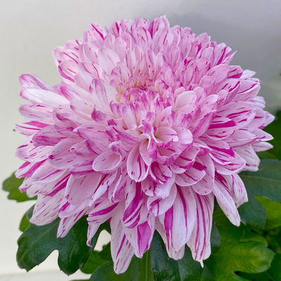 Chrysantheme 'Chrysanne® Zembla Next Art', gesprenkelt, Topf-Ø 13 cm, 6 Pflanzen