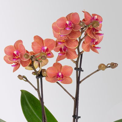 Schmetterlingsorchidee, inkl. Keramiktopf, orange, Topf-Ø 12 cm, Höhe ca. 50 cm Schmetterlingsorchidee, inkl. Keramiktopf, orange, Topf-Ø 12 cm, Höhe ca. 50 cm
