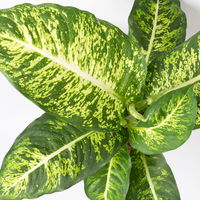 Grünpflanzen-Set Schatten-Duo, Topf-Ø 17 cm, 2 Pflanzen