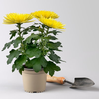 Chrysantheme 'Anastasia', gelb, großblumig, Topf-Ø 13 cm, 3 Pflanzen Chrysantheme 'Anastasia', gelb, großblumig, Topf-Ø 13 cm, 3 Pflanzen