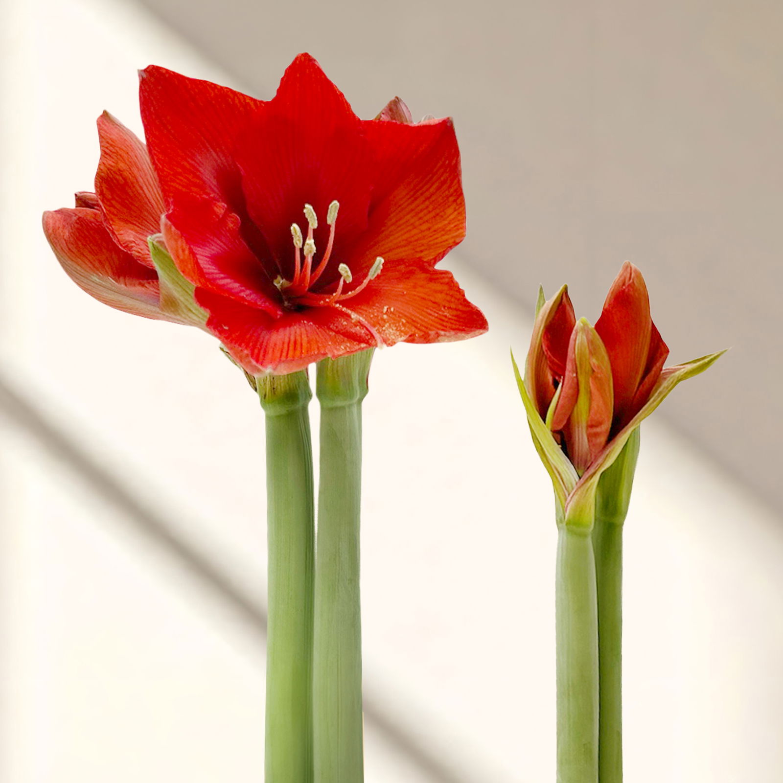 Amaryllis in Wachs, Dekor 'Forest', Farbe zufällig, Blüte rot, 2 Pflanzen