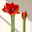 Amaryllis in Wachs, Dekor 'Forest', Farbe zufällig, Blüte rot, 2 Pflanzen