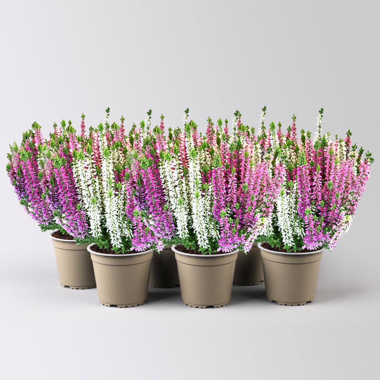 Calluna 'Beauty Ladies® Harmony' Trio, lila-rosa-weiß, Topf-Ø 13 cm, 6 Pflanzen Calluna 'Beauty Ladies® Harmony' Trio, lila-rosa-weiß, Topf-Ø 13 cm, 6 Pflanzen
