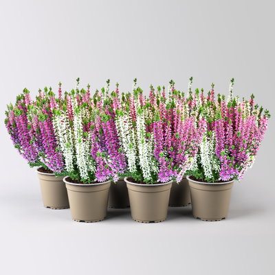 Calluna 'Beauty Ladies® Harmony' Trio, lila-rosa-weiß, Topf-Ø 13 cm, 6 Pflanzen Calluna 'Beauty Ladies® Harmony' Trio, lila-rosa-weiß, Topf-Ø 13 cm, 6 Pflanzen
