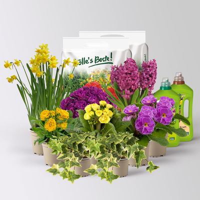 Pflanzenkreation Primelliebe, 9 Pflanzen inkl. Erde & Dünger