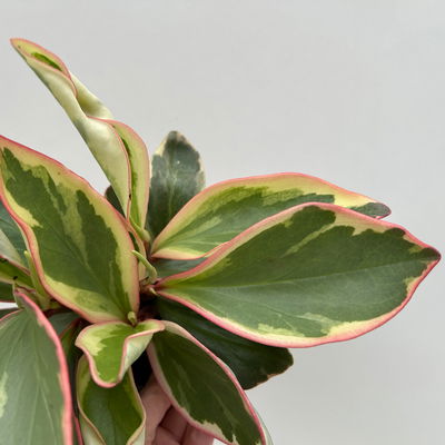 Peperomia 'Ginny', Topf-Ø 12 cm, 2 Pflanzen