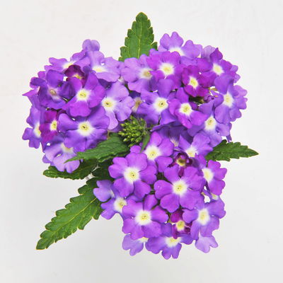 Eisenkraut zweifarbig, Topf-Ø 12 cm, 6 Stück