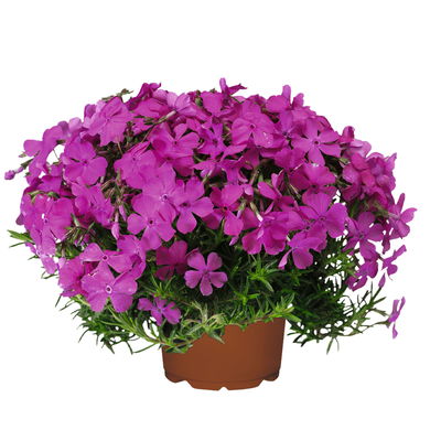 Phlox subulata 'McDaniel's Cushion' pink, Topf 11x11 cm, 3 Pflanzen