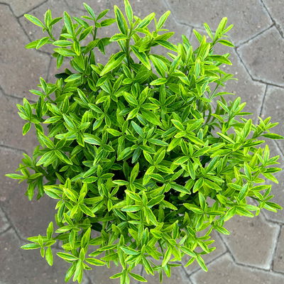 Japanischer Spindelstrauch 'Microphyllus Aureovariegatus', Topf-Ø 17 cm, 2er-Set Japanischer Spindelstrauch 'Microphyllus Aureovariegatus', Topf-Ø 17 cm, 2er-Set