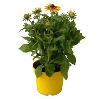 Sonnenhut gelb-orange, Topf-Ø 21 cm