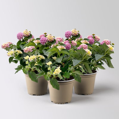 Wandelröschen, rosa, Topf-Ø 12 cm, 3 Pflanzen Wandelröschen, rosa, Topf-Ø 12 cm, 3 Pflanzen