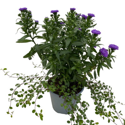 Aster & Mühlenbeckia, 3er-Set, blau gefüllt, Topf 12/13 cm Ø Aster & Mühlenbeckia, 3er-Set, blau gefüllt, Topf 12/13 cm Ø