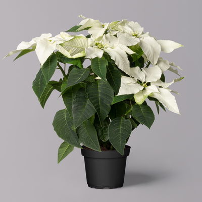 Bio Herbsttern, Euphorbia 'Princettia®', weiß, Topf-Ø 12 cm, 3 Pflanzen