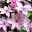 Großblumige Waldrebe 'Hagley Hybrid', Clematis, rosa, Topf 2 Liter
