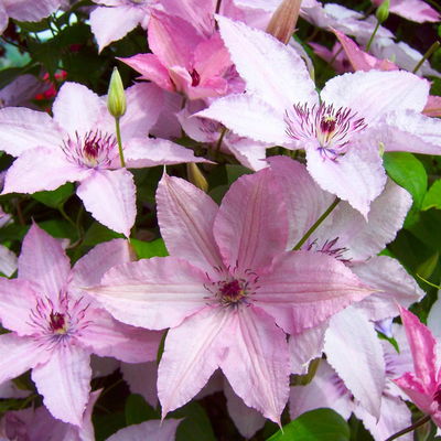 Clematis 'Hagley Hybrid', 2er-Set, rosa, Höhe 60-80 cm, Topf 2 Liter