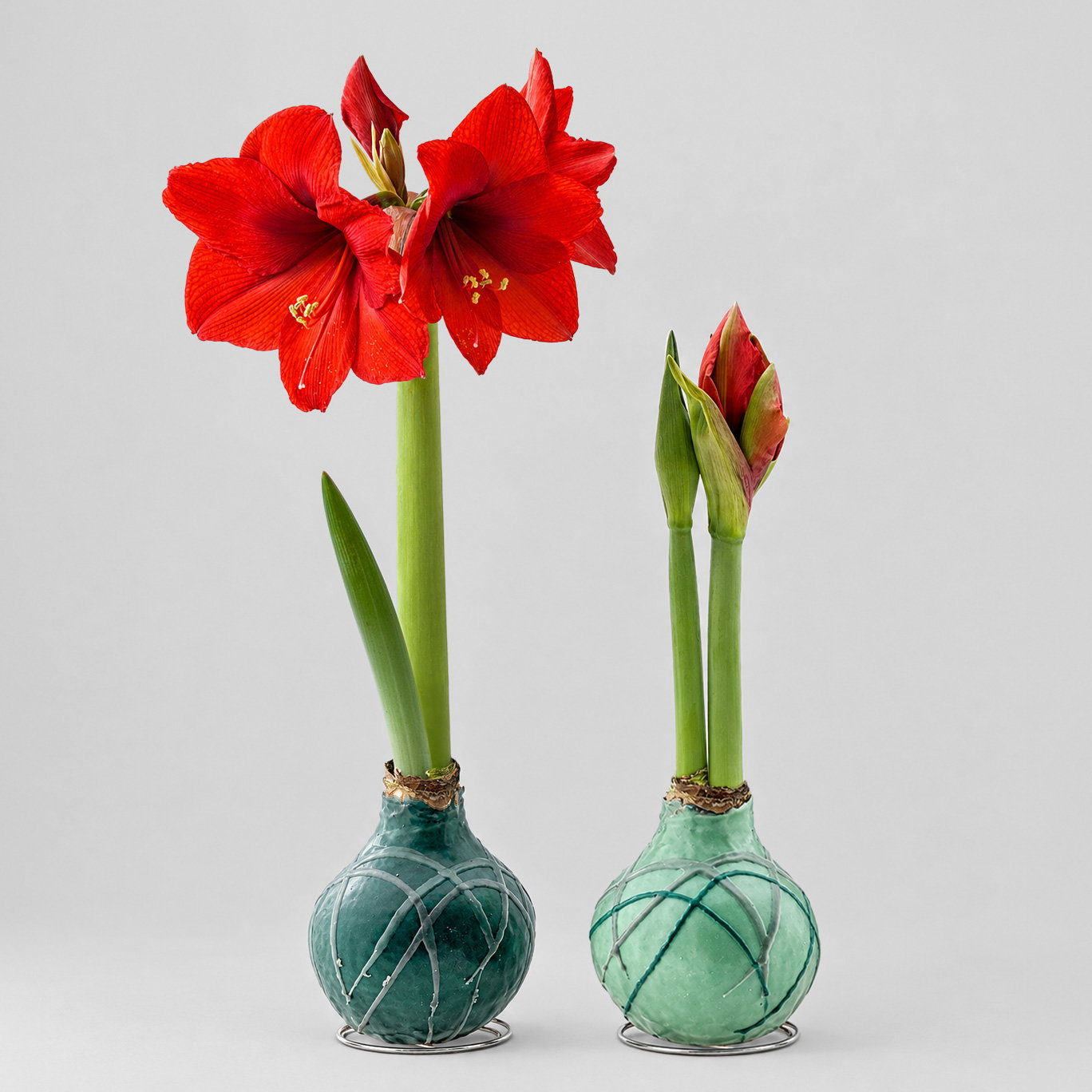 Amaryllis in Wachs, Dekor 'Forest', Farbe zufällig, Blüte rot, 2 Pflanzen