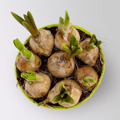 Mixtopf Narzissen und Muscari, blau-gelb, Topf-Ø 12 cm, 6 Pflanzen