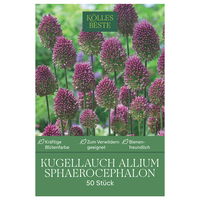 Kaukasischer Kugellauch, Allium, 50 Blumenzwiebeln, purpurrot, Größe 6/+