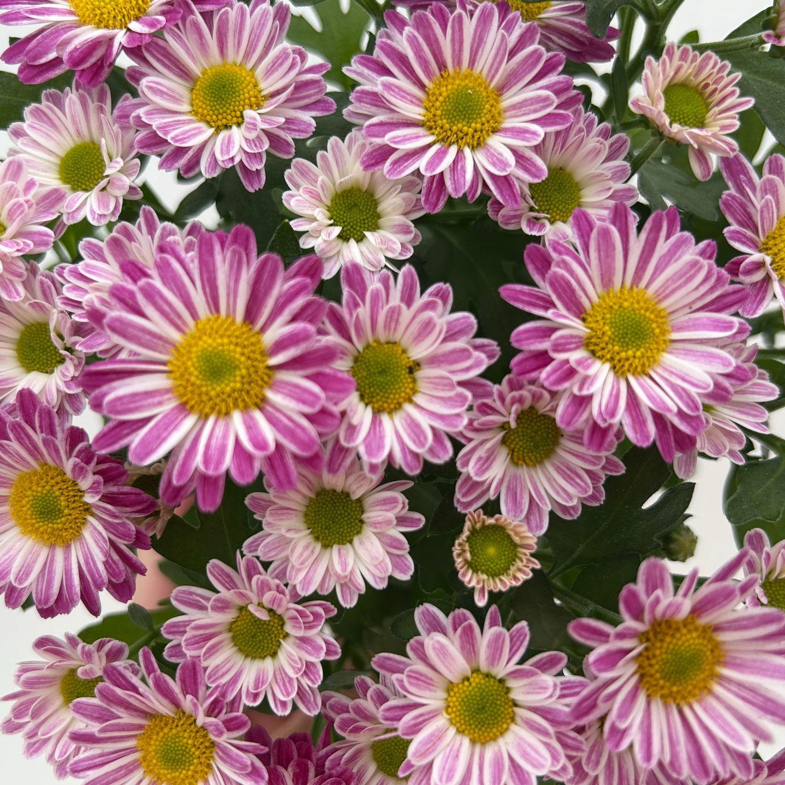 Chrysanthemen 'Swifty', rosa, Topf-Ø 10,5 cm, 6 Pflanzen