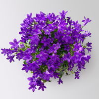 Glockenblume 'Ambella® Intens Purple', blau, Topf-Ø 10,5 cm, 3 Pflanzen