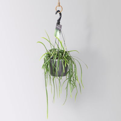 Blattkaktus, Ampeltopf-Ø 17 cm, Höhe ca. 40 cm