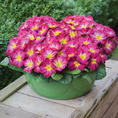 Primel rosa, Topf-Ø 10,5 cm, 8 Pflanzen Primel rosa, Topf-Ø 10,5 cm, 8 Pflanzen