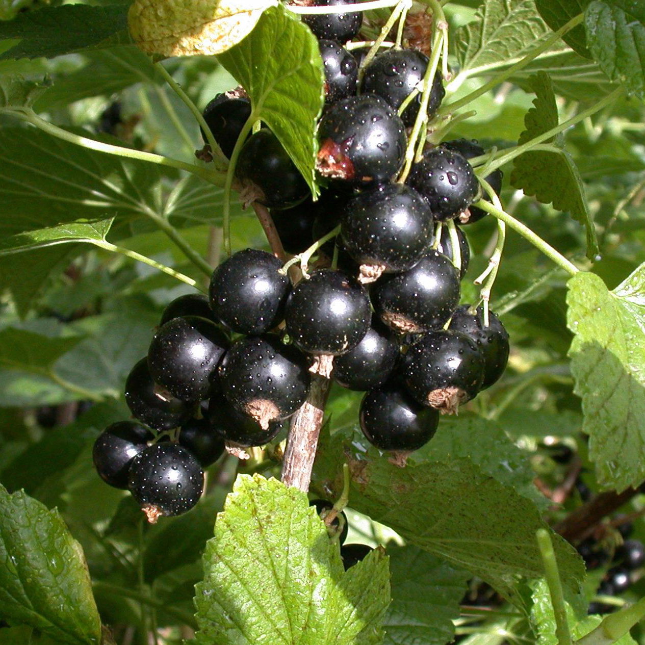 Rotfruchtige Johannisbeere 'Jonkheer van Tets', 10er-Set, Topf 2 Liter