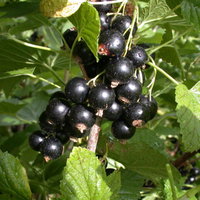 Rotfruchtige Johannisbeere 'Jonkheer van Tets', 10er-Set, Topf 2 Liter