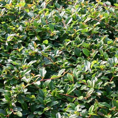 Cotoneaster dammeri 'Radicans', Topf-Ø 9 cm, 12er-Set Cotoneaster dammeri 'Radicans', Topf-Ø 9 cm, 12er-Set