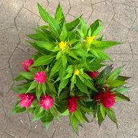 Celosia 'Kelos Fire Karneval' orange-gelb-rot, Topf-Ø 20 cm