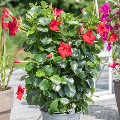 Pflanzenkreation 'Sonnenkünstler', 12 Pflanzen inkl. Erde und Dünger